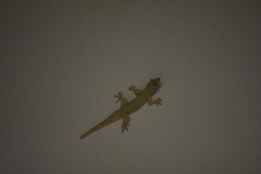 Hemidactylus platyurus