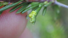 Eriophyes adenostomae