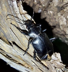 Calosoma