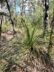 Xanthorrhoea