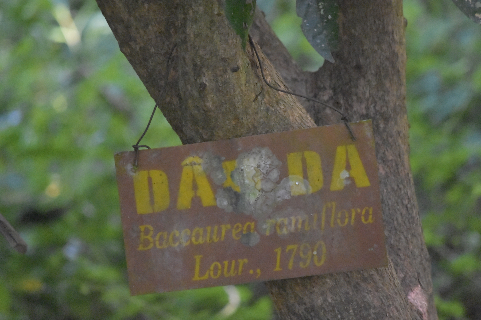 Baccaurea ramiflora (Baccaurea ramiflora)