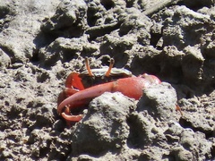 Paraleptuca splendida