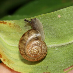 Gastropoda