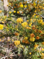 Acacia echinula