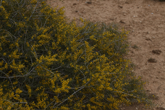 Acacia nyssophylla