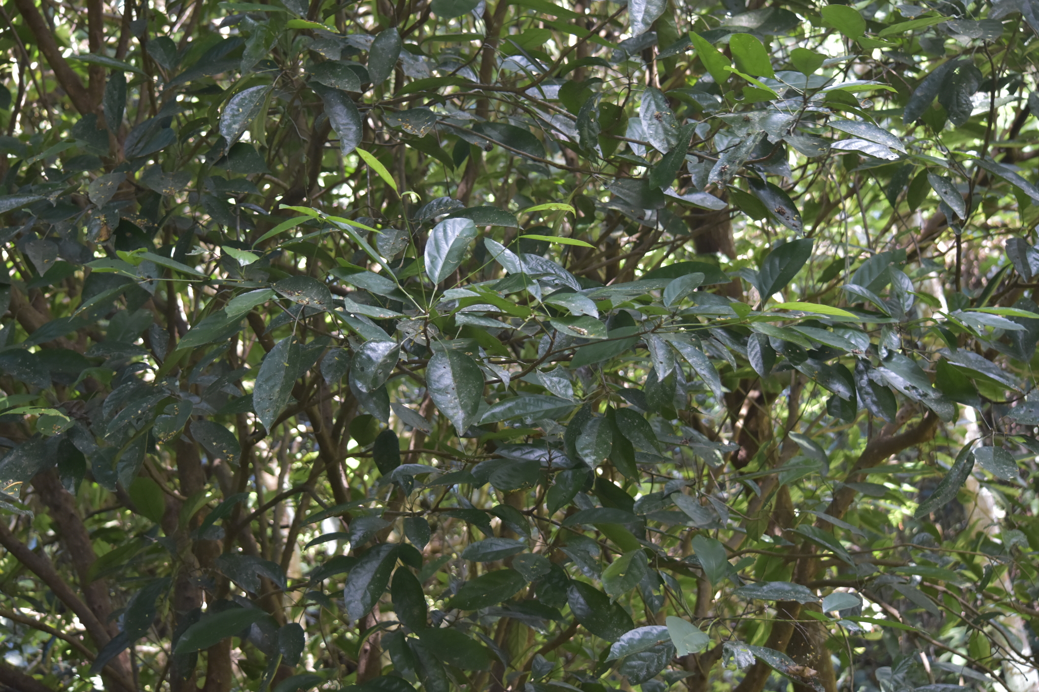 Baccaurea ramiflora — ảnh 2