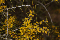 Acacia nyssophylla