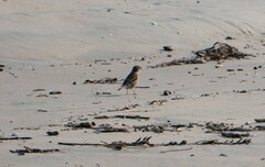 Passer domesticus domesticus