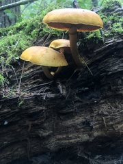 Gymnopilus luteus