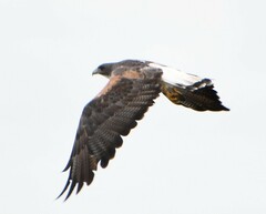 Geranoaetus albicaudatus