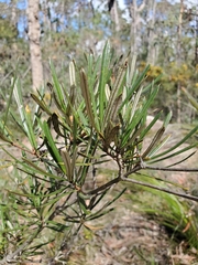 Lambertia formosa