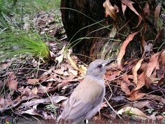 Colluricincla harmonica