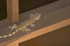 Gekko gecko gecko