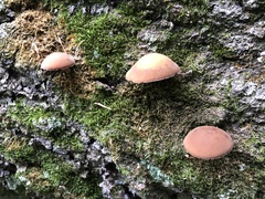 Basidiomycota