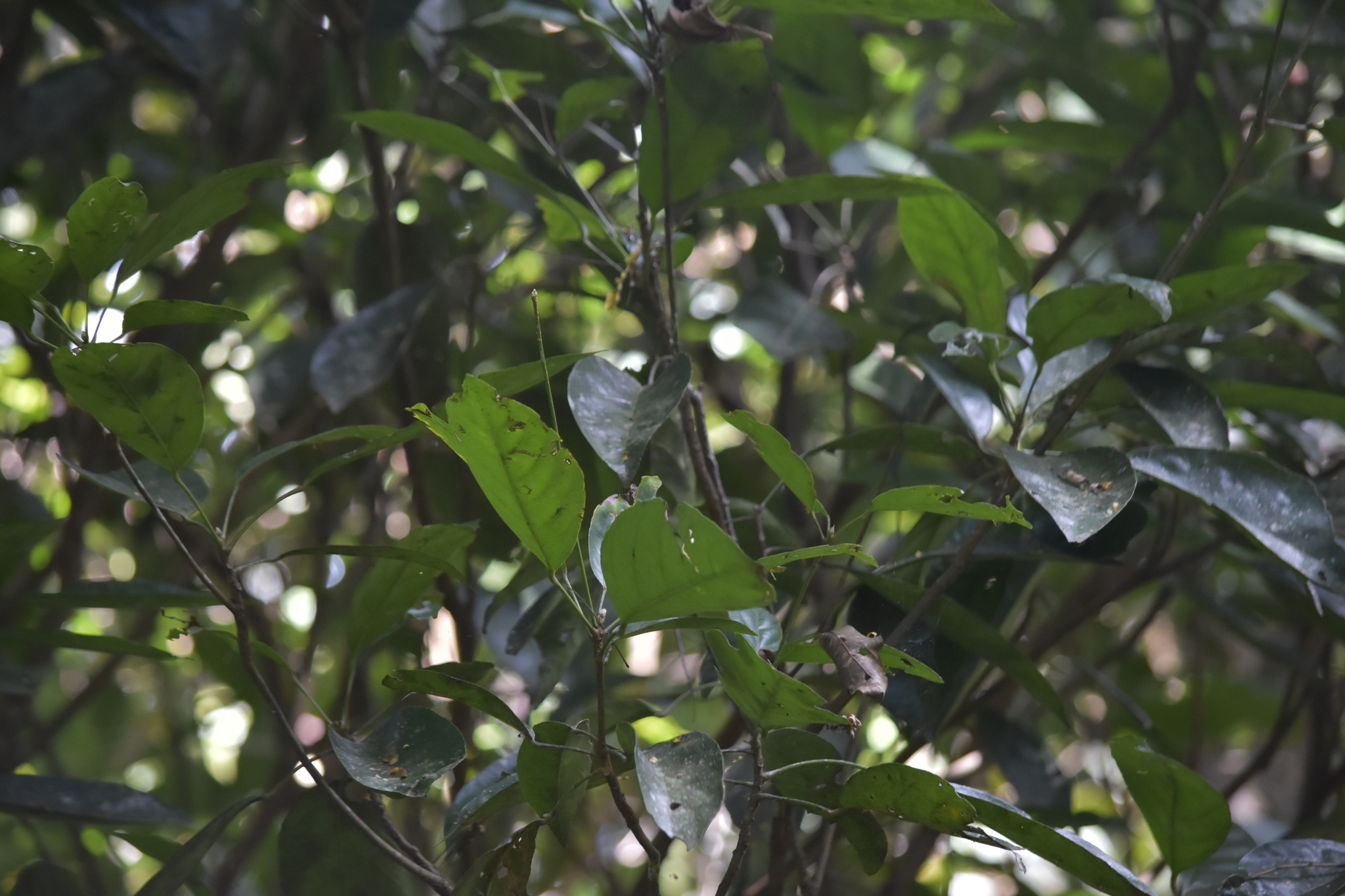 Baccaurea ramiflora — ảnh 3