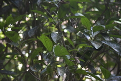 Baccaurea ramiflora