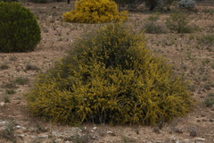 Acacia nyssophylla