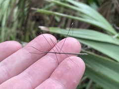 Emesaya brevipennis