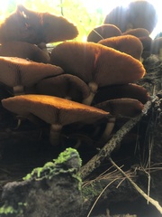 Gymnopilus luteus