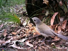 Colluricincla harmonica