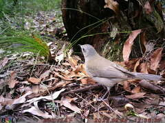 Colluricincla harmonica