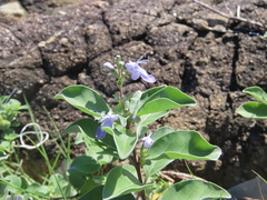 Vitex rotundifolia