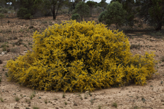 Acacia nyssophylla