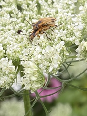 Chauliognathus marginatus
