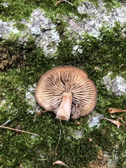Basidiomycota