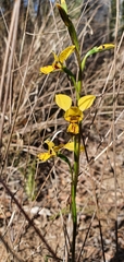 Diuris platichila