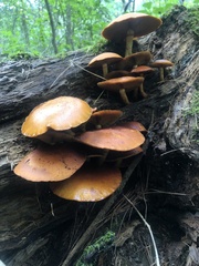 Gymnopilus luteus
