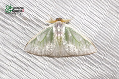 Arctornis marginalis