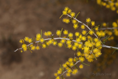 Acacia nyssophylla