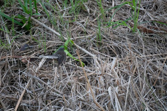 Rhipidura fuliginosa placabilis