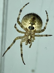 Araneus gemmoides