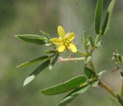 Tribulopis pentandra