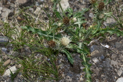 Cirsium hookerianum