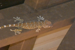 Gekko gecko gecko