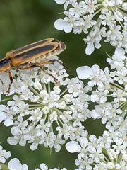 Chauliognathus marginatus