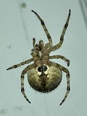 Araneus gemmoides