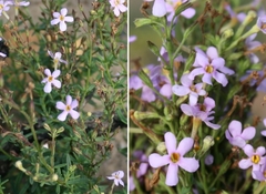 Chaenostoma glabratum