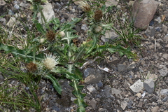 Cirsium hookerianum