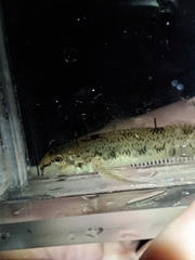 Etheostoma nigrum
