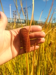 Typha laxmannii