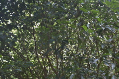 Baccaurea ramiflora
