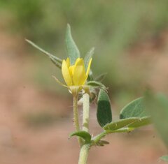 Tribulopis pentandra