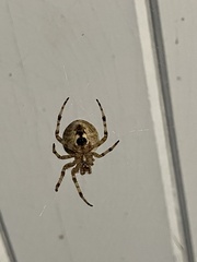 Araneus gemmoides