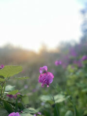 Lathyrus latifolius
