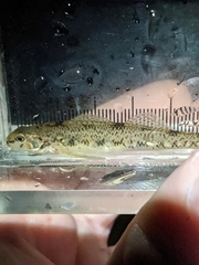 Etheostoma nigrum