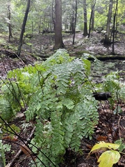 Adiantum pedatum